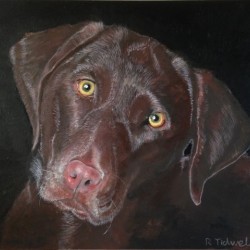 Inquisitive Chocolate Lab